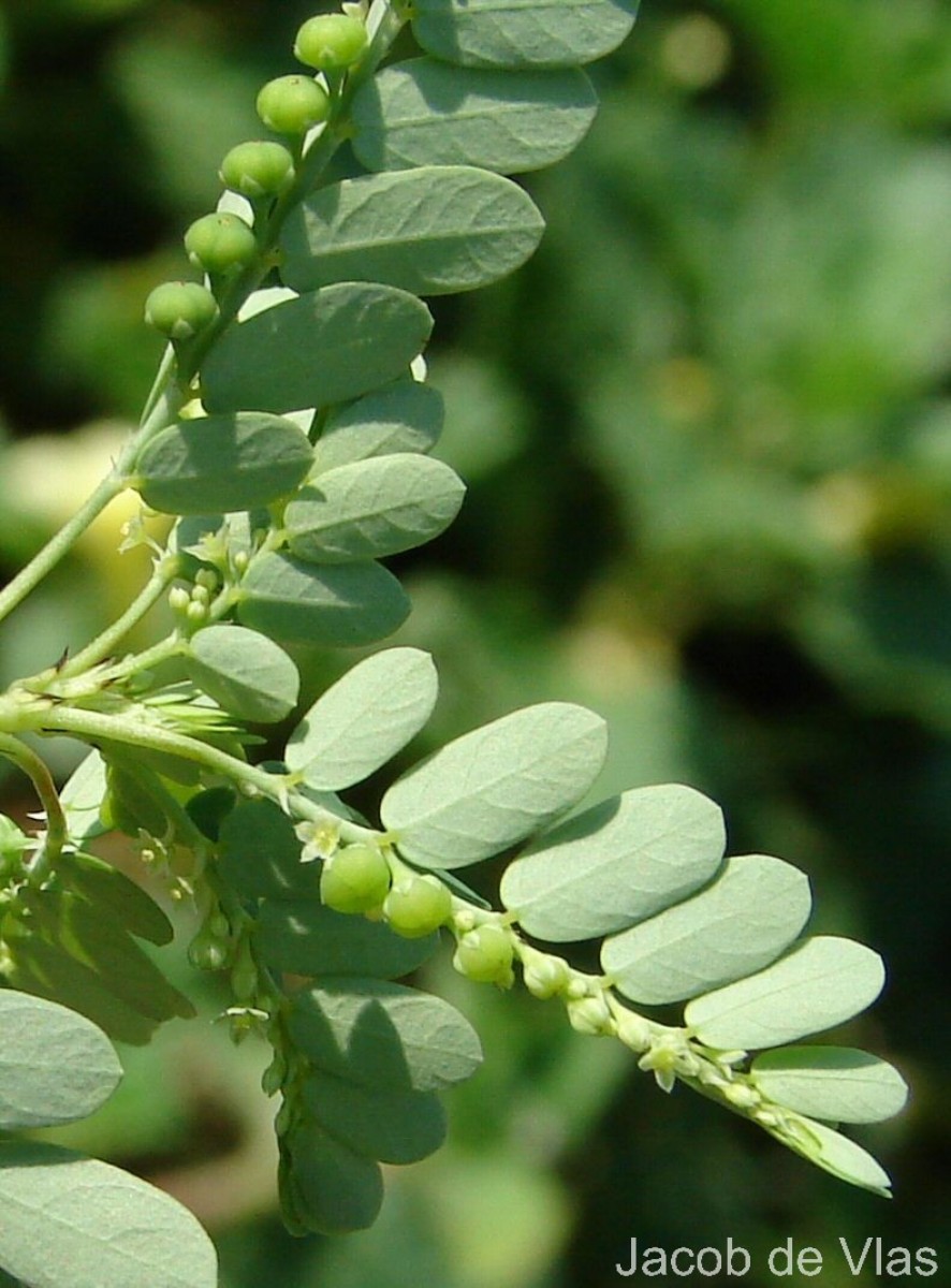 Phyllanthus amarus Schumach. & Thonn.
